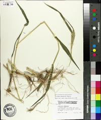 Urochloa ramosa image