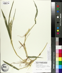 Urochloa ramosa image