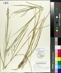 Panicum repens image