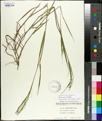 Kellochloa verrucosa image