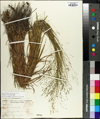 Kellochloa verrucosa image