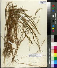 Kellochloa verrucosa image