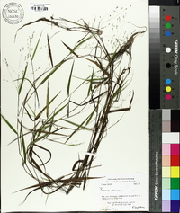 Kellochloa verrucosa image