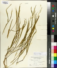 Kellochloa verrucosa image