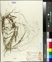 Kellochloa verrucosa image