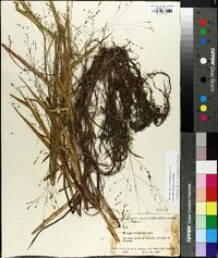 Kellochloa verrucosa image