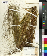 Kellochloa verrucosa image