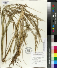 Panicum amarum image