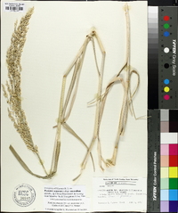 Panicum amarum image