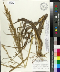 Panicum amarum image