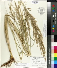 Panicum amarum image