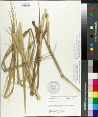 Panicum amarum image