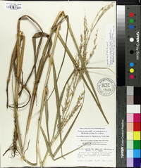 Panicum amarum image