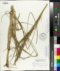 Panicum amarum image