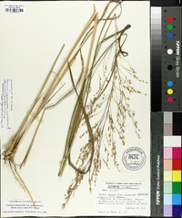 Panicum amarum image