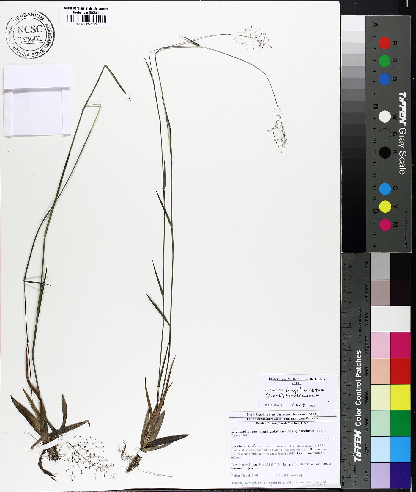 Dichanthelium acuminatum subsp. longiligulatum image