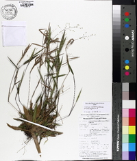 Panicum portoricense image