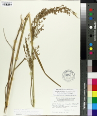 Panicum amarum image