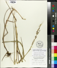 Panicum amarum image