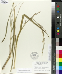 Panicum amarum image