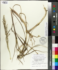 Panicum amarum image