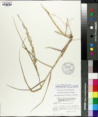 Panicum amarum image