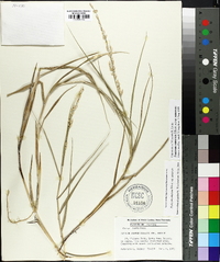 Panicum amarum image