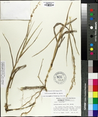 Panicum amarum image