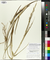 Panicum amarum image