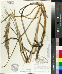 Panicum amarum image