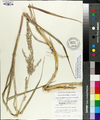 Panicum amarum image