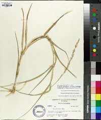 Panicum amarum image