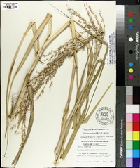 Panicum amarum image