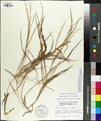 Panicum amarum image