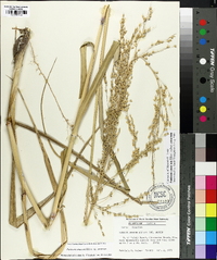 Panicum amarum image