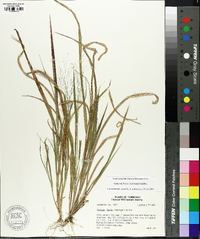 Panicum flexile image