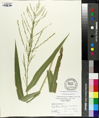 Panicum gymnocarpon image