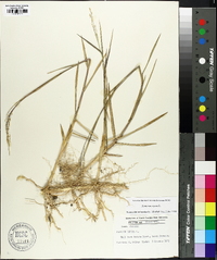 Panicum repens image