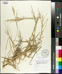 Panicum repens image