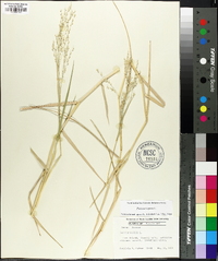 Panicum repens image