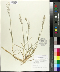 Panicum repens image