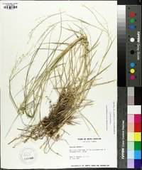 Panicum repens image