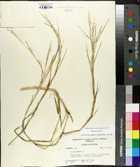 Panicum repens image