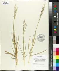 Panicum repens image