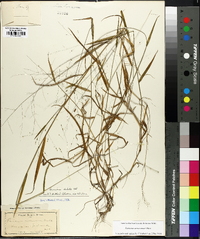 Kellochloa verrucosa image