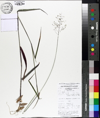 Dichanthelium dichotomum subsp. mattamuskeetense image