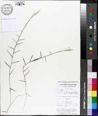 Gymnopogon brevifolius image