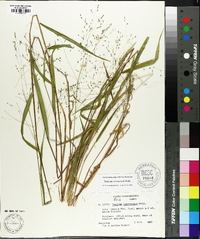 Kellochloa verrucosa image