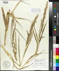 Panicum amarum image