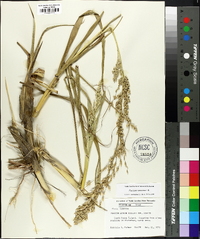 Panicum amarum image